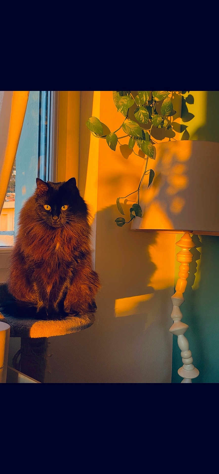 Freya a rejoint le concours — aidez-le/la à gagner de superbes lots ! cat, fluffy, black_cat, window, sunlight, shadow, lamp, plant, indoor, cozy, perch, amber_eyes, furniture, home, decor, pet, animal, daylight, relaxing, portrait