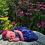Harper joined the competition — help win amazing prizes! baby, newborn, sleeping, flower, headband, dress, blue_dress, blanket, outdoor, nature, garden, flowers, yellow_flowers, purple_flowers, sunlight, peaceful, cute, infant, resting, portrait