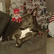 Pako a rejoint le concours — aidez-le/la à gagner de superbes lots ! dog, pet, canine, sitting, lounging, couch, indoors, christmas, christmas_tree, ornaments, holiday, nutcracker, festive, living_room, furniture, portrait, white_chest, pointed_ears, relaxed, photography