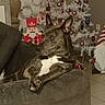 dog, pet, canine, sitting, lounging, couch, indoors, christmas, christmas_tree, ornaments, holiday, nutcracker, festive, living_room, furniture, portrait, white_chest, pointed_ears, relaxed, photography