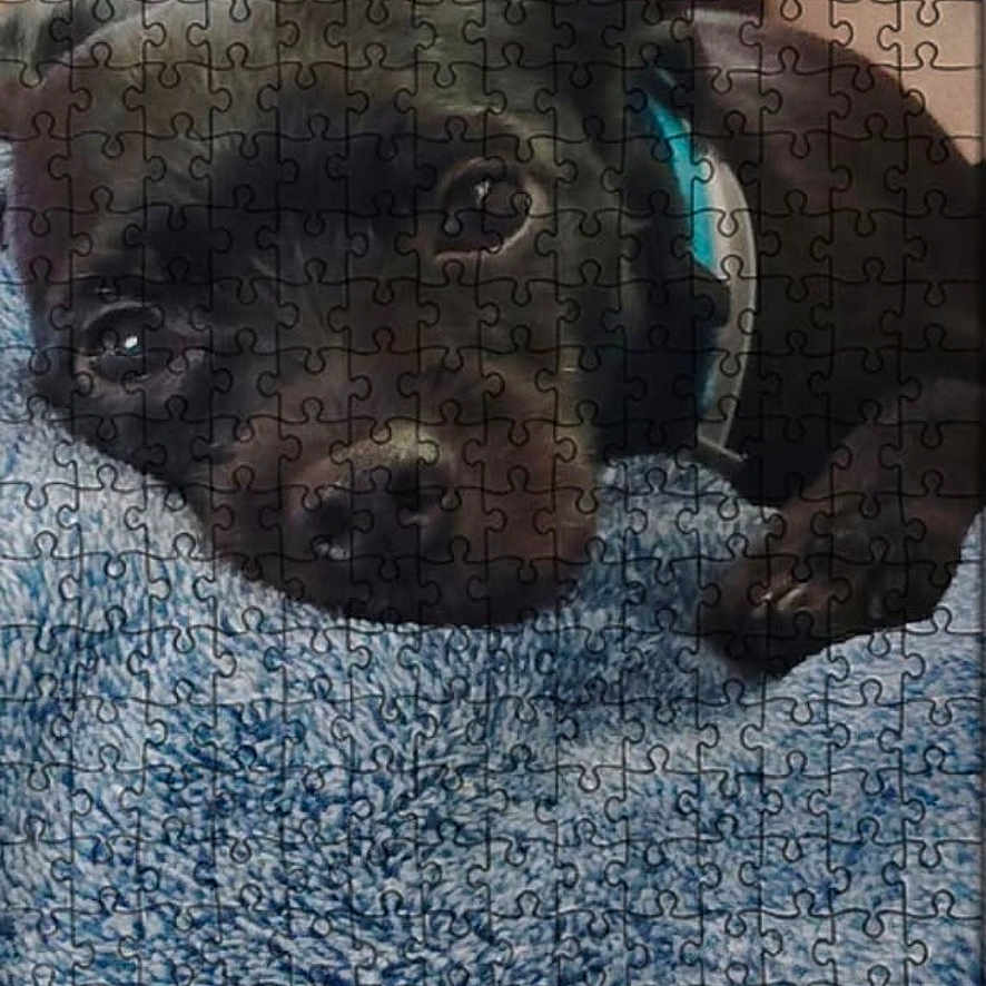 Harkey is registered to the contest to win money with this photo: dog, puppy, black_dog, pet, animal, sleeping, lying_down, face, eyes, nose, fur, blanket, blue_blanket, puzzle, jigsaw, photograph, mobile_screenshot, website, shopping, portrait