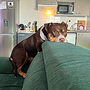 Orage participe au concours pour gagner de l'argent avec cette photo : animal, appliance, brown_dog, couch, countertop, dog, domestic, furniture, green_couch, home, indoor, kitchen, looking, microwave, pet, refrigerator, relaxed, resting, utensils, white_fur