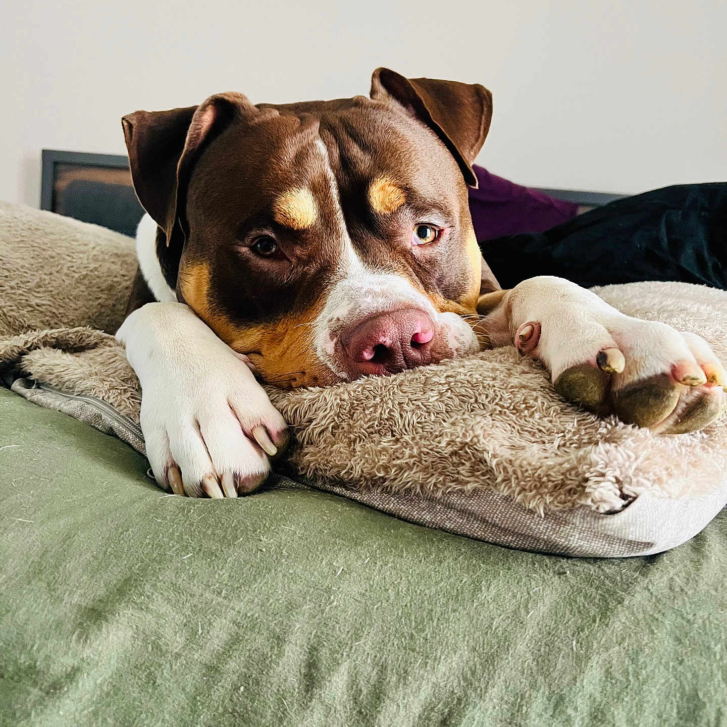 Orage a rejoint le concours — aidez-le/la à gagner de superbes lots ! animal, bed, blanket, brown, canine, close_up, cozy, cute, dog, expression, face, fur, indoors, lying_down, paw, pet, pillow, relaxed, resting, white