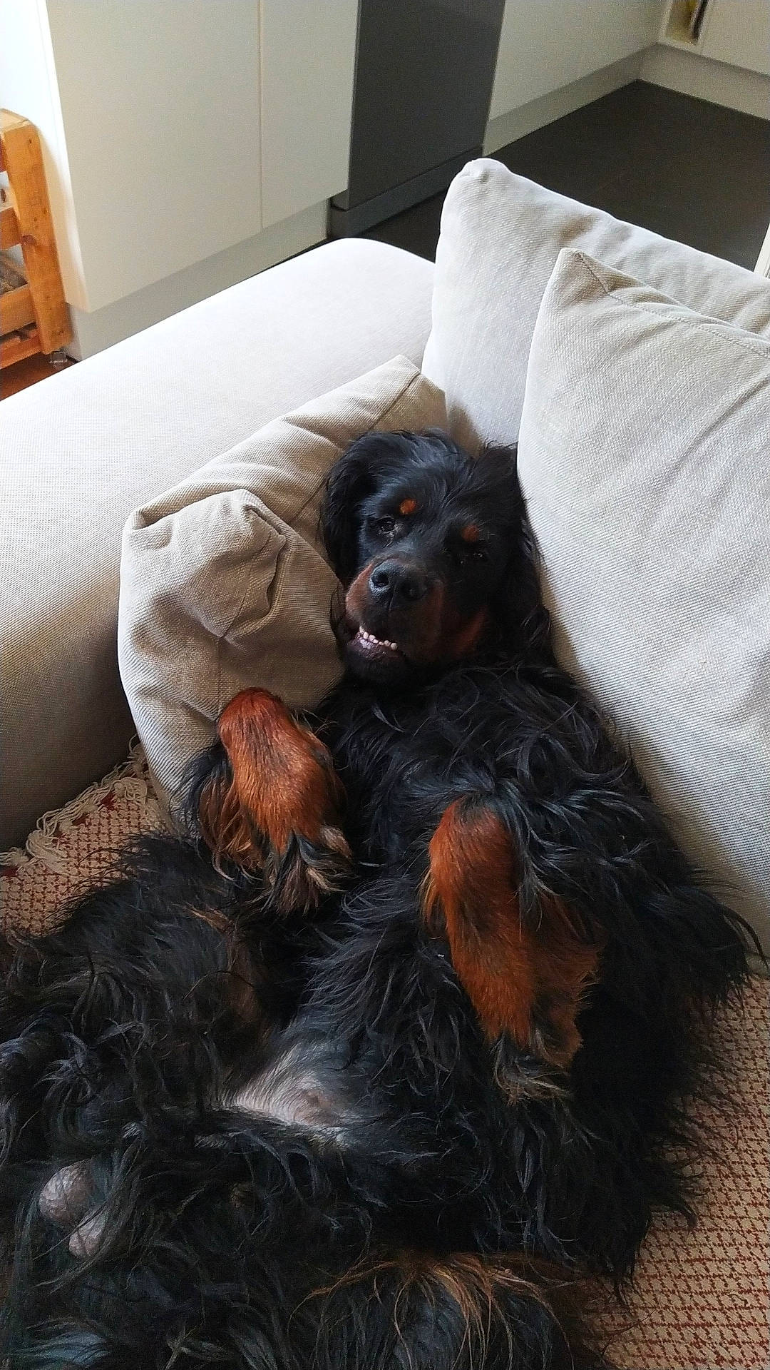 Pyxis a rejoint le concours — aidez-le/la à gagner de superbes lots ! bed, canidae, carnivore, comfort, companion_dog, couch, dog, dog_breed, fawn, flooring, fur, liver, pillow, room, snout, spaniel, sporting_group, terrestrial_animal, wood, working_animal