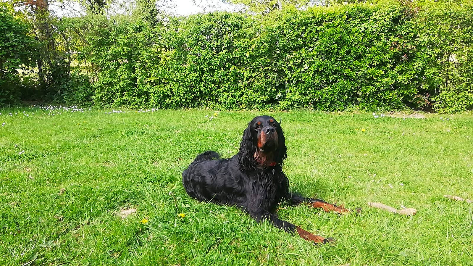 Pyxis a rejoint le concours — aidez-le/la à gagner de superbes lots ! canidae, carnivore, collar, companion_dog, dog, dog_breed, dog_supply, garden, grass, groundcover, gun_dog, liver, plant, spaniel, sporting_group, tail, tree, water_dog, working_animal, working_dog