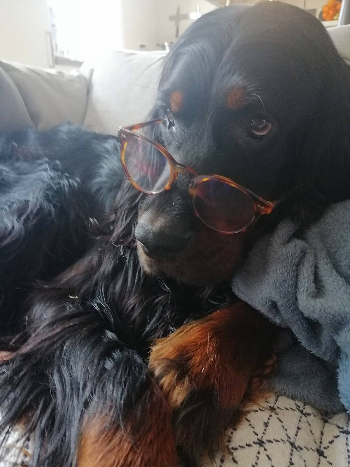 Pyxis participe au concours pour gagner de l'argent avec cette photo : carnivore, collar, comfort, companion_dog, dog, dog_breed, ear, fawn, glasses, goggles, hair, liver, long_hair, smile, snout, sunglasses, vertebrate, vision_care, whiskers, working_animal