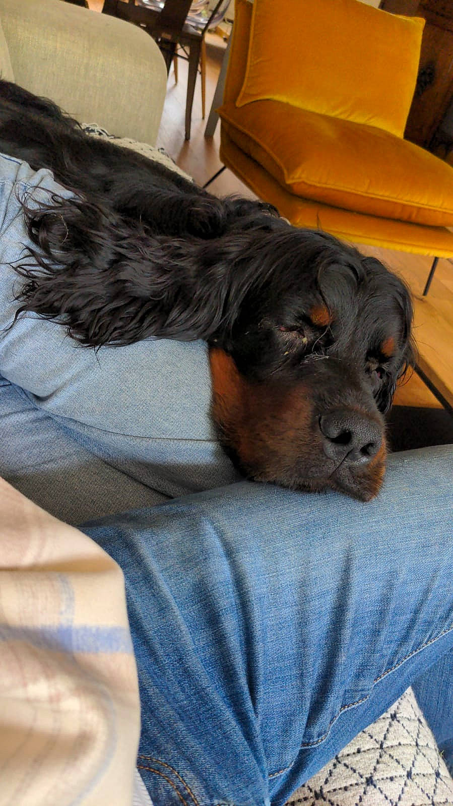 Pyxis a rejoint le concours — aidez-le/la à gagner de superbes lots ! bed, canidae, carnivore, chair, comfort, companion_dog, dog, dog_breed, dog_supply, fawn, fur, liver, nap, sleep, snout, spaniel, sporting_group, terrestrial_animal, whiskers, working_animal