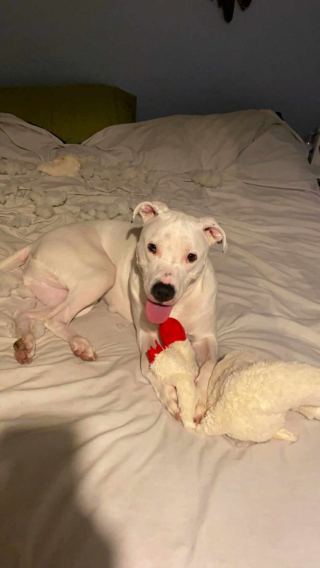 Newman joined the competition — help win amazing prizes! animal, bed, canine, cozy, cute, dog, domestic_animal, fur, happy, indoor, pet, playful, relaxed, resting, rumpled_bed, sleepy, stuffed_animal, tongue_out, toy, white_dog