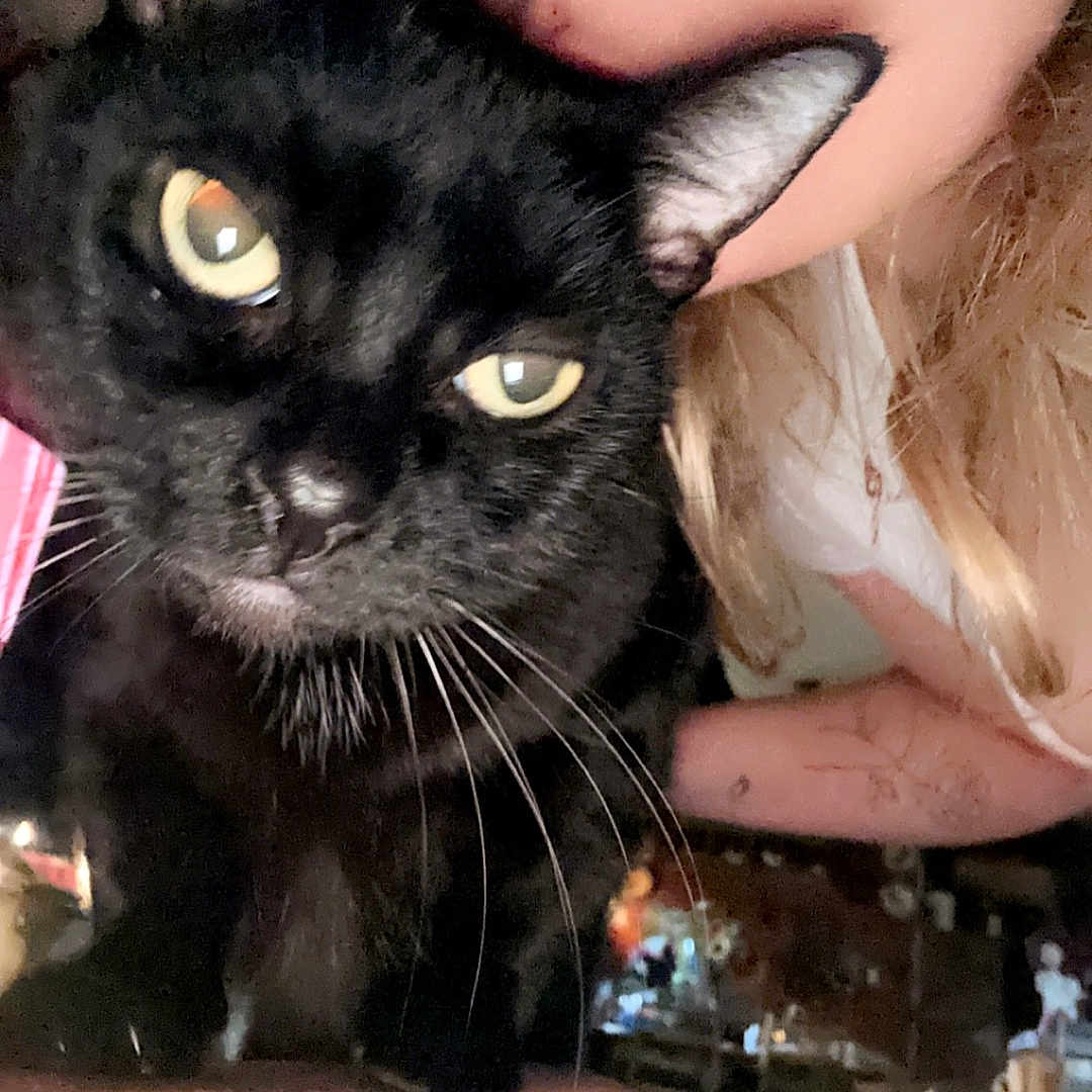Voodoo joined the competition — help win amazing prizes! cat, black_cat, pet, animal, golden_eyes, whiskers, ears, fur, face, portrait, person, cuddling, indoor, cozy, festive_lights, holiday, close_up, selfie, black_fur, human
