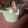 cat, kitten, gray_cat, white_paws, animal, pet, basket, woven_basket, indoor, home, carpet, furniture, portrait, close_up, cute, fluffy, ears, whiskers, green, cozy