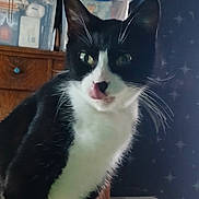 Geronimo is registered to the contest to win money with this photo: background, black_and_white, cat, curious, domestic, ears, eyes, face, feline, fur, furniture, indoor, licking, pet, star_pattern, storage_box, table, wallpaper, whiskers, wood
