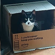 Geronimo is registered to the contest to win money with this photo: cat, tuxedo_cat, cardboard_box, indoor, pet, animal, whiskers, curious, feline, box, black_and_white, floor, home, cute, looking, sitting, light, shadow, playful, domestic_cat