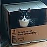 cat, tuxedo_cat, cardboard_box, indoor, pet, animal, whiskers, curious, feline, box, black_and_white, floor, home, cute, looking, sitting, light, shadow, playful, domestic_cat