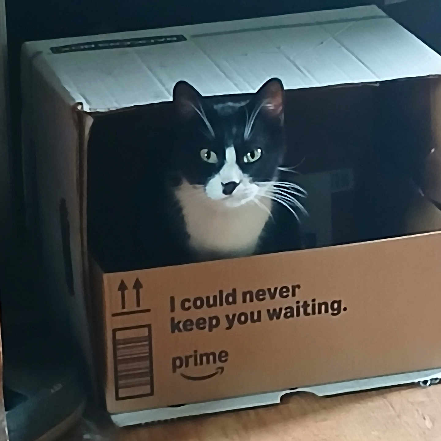 Geronimo is registered to the contest to win money with this photo: cat, tuxedo_cat, cardboard_box, indoor, pet, animal, whiskers, curious, feline, box, black_and_white, floor, home, cute, looking, sitting, light, shadow, playful, domestic_cat