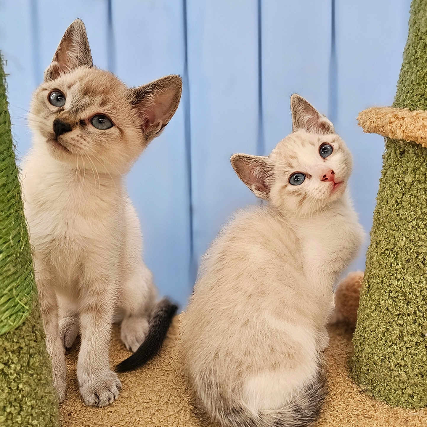 Pablo Et Diego participe au concours pour gagner de l'argent avec cette photo : kitten, cat, blue_eyes, fur, scratching_post, indoor, pet, animal, cute, young, playful, feline, looking_up, whiskers, ears, tail, carpet, soft_light, portrait, curious