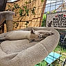 animal, cat, cat_bed, cozy, cute, enclosure, feline, garden, greenery, home_decor, nature, outdoor, pet, plush, relaxed, resting, sign, sleeping, sunlight, wire_fence