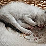 Pablo Et Diego a rejoint le concours — aidez-le/la à gagner de superbes lots ! kitten, sleeping, basket, blanket, furry, cute, pet, animal, cozy, resting, whiskers, paw, fur, closeup, indoor, domestic, adorable, soft, young, peaceful