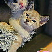 Pablo Et Diego a rejoint le concours — aidez-le/la à gagner de superbes lots ! cat, kitten, cute, furry, snuggling, blanket, indoor, pet, animal, closeup, portrait, whiskers, ears, eyes, soft, cozy, adorable, playful, cartoon_avatar, hearts