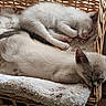 Pablo Et Diego a rejoint le concours — aidez-le/la à gagner de superbes lots ! kitten, cat, sleeping, basket, blanket, cozy, indoor, pet, fur, cute, resting, animal, paw_print, soft, young, domestic_cat, window, peaceful, feline, nest