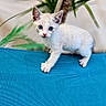 animal, background_blur, blue_eyes, blue_surface, cat, close_up, curious, cute, domestic_animal, feline, greenery, indoor, kitten, pet, plant, sitting, small, texture, white_cat, young