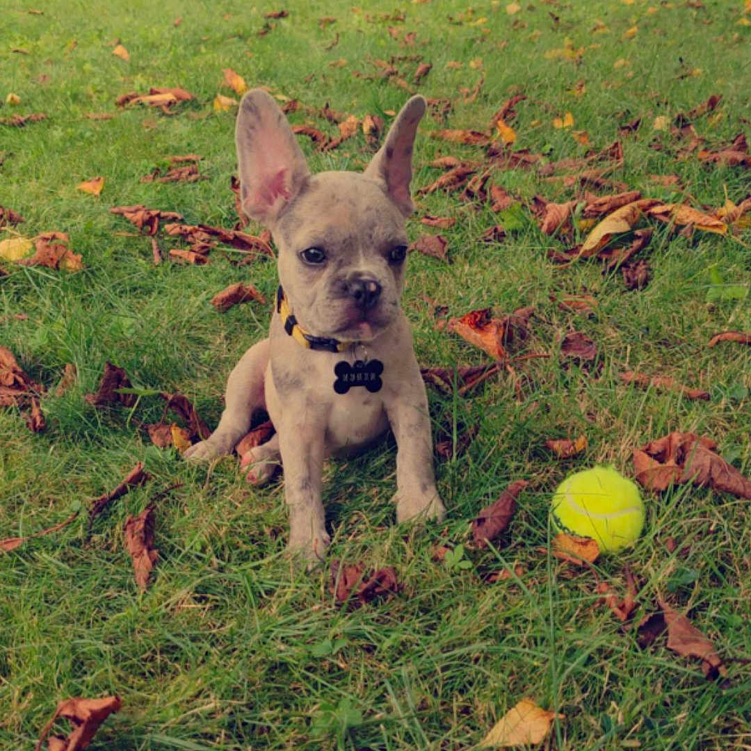 Vaho participe au concours pour gagner de l'argent avec cette photo : animal, ball, canine, dog, face, football, grass, green, head, outdoors, pet, plant, puppy, soccer, soccerball, soil, sphere, sport, tennis, tennisball