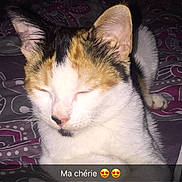 Minette a rejoint le concours — aidez-le/la à gagner de superbes lots ! aegean_cat, cat, cat_like_mammal, domestic_short_haired_cat, european_shorthair, kitten, photo_caption, small_to_medium_sized_cats, whiskers