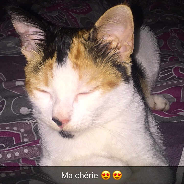 Minette