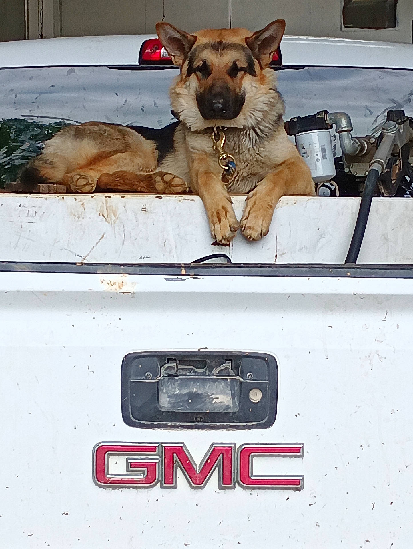 black_fur, brown_fur, canine, collar, daylight, dog, ears, fence, german_shepherd, gmc, mechanical_parts, metal, outdoor, paws, pet, resting, tail, transport, truck_bed, vehicle