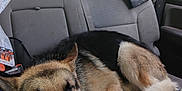 Max is registered to the contest to win money with this photo: animal, backseat, canine, car_interior, dog, dog_food, fur, german_shepherd, indoor, jacket, pet, plaid_blanket, relaxation, resting, seatbelt, sleeping, transportation, trees, vehicle, window