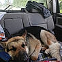 dog, german_shepherd, sleeping, car_interior, backseat, seatbelt, jacket, dog_food, window, trees, plaid_blanket, resting, pet, animal, vehicle, indoor, relaxation, fur, canine, transportation