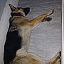 dog, german_shepherd, lying_down, floor, tile_floor, indoor, pet, animal, resting, canine, fur, wall, relaxed, sleeping, paw, muzzle, collar, domestic_animal, side_view, laying