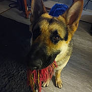 Max joined the competition — help win amazing prizes! animal, canine, carpet, dog, domestic, ears, floor, fur, german_shepherd, household, indoor, looking_up, muzzle, paw, pet, playful, rope_toy, table, tile_floor, toy