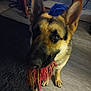 animal, canine, carpet, dog, domestic, ears, floor, fur, german_shepherd, household, indoor, looking_up, muzzle, paw, pet, playful, rope_toy, table, tile_floor, toy