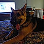 animal, bed, canine, chair, dog, ears, fur, furniture, german_shepherd, happy, home, indoor, pet, quilt, relaxed, remote_control, resting, table, television, tongue_out