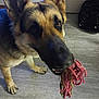animal, canine, companionship, curious, dog, domestic, ears, floor, fur, german_shepherd, household, indoor, looking_up, mammal, mouth, paw, pet, playful, rope_toy, toy