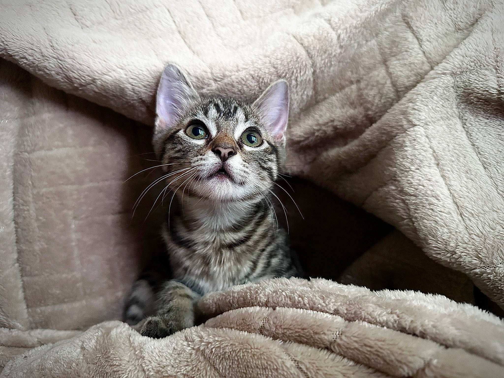 Twinkie joined the competition — help win amazing prizes! carnivore, cat, comfort, domestic_short_haired_cat, felidae, fur, grey, paw, sitting, small_to_medium_sized_cats, snout, terrestrial_animal, whiskers, window