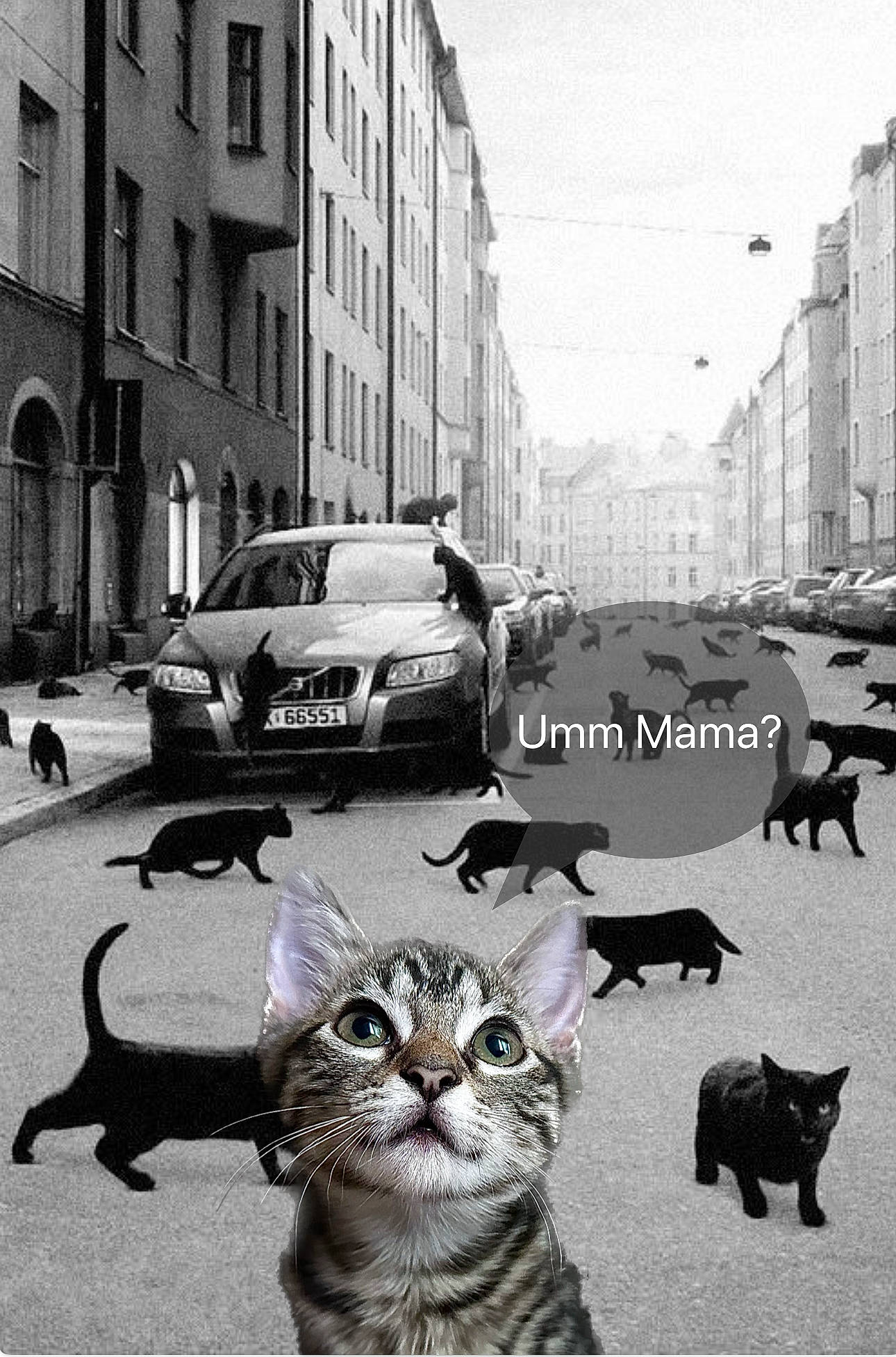 Twinkie joined the competition — help win amazing prizes! black, black_and_white, building, car, carnivore, cat, felidae, infrastructure, land_vehicle, mammal, motor_vehicle, neighbourhood, photograph, sky, style, tire, vehicle, wheel, white, window