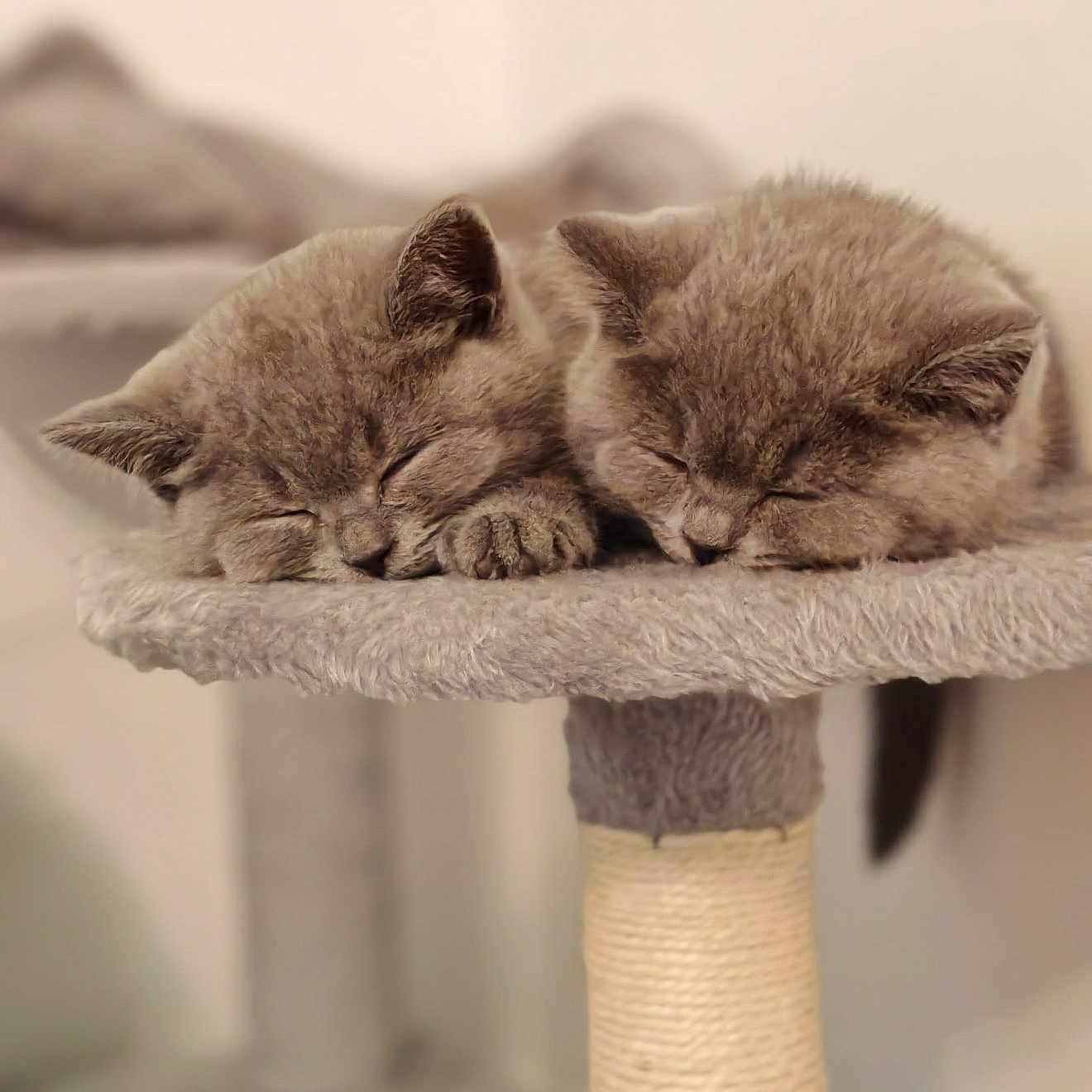 Dusty And Nala joined the competition — help win amazing prizes! adorable, animal, cat, cat_tree, closeup, cozy, cute, domestic_animal, feline, furry, indoor, kitten, nap, peaceful, pet, resting, sleeping, soft, two, young