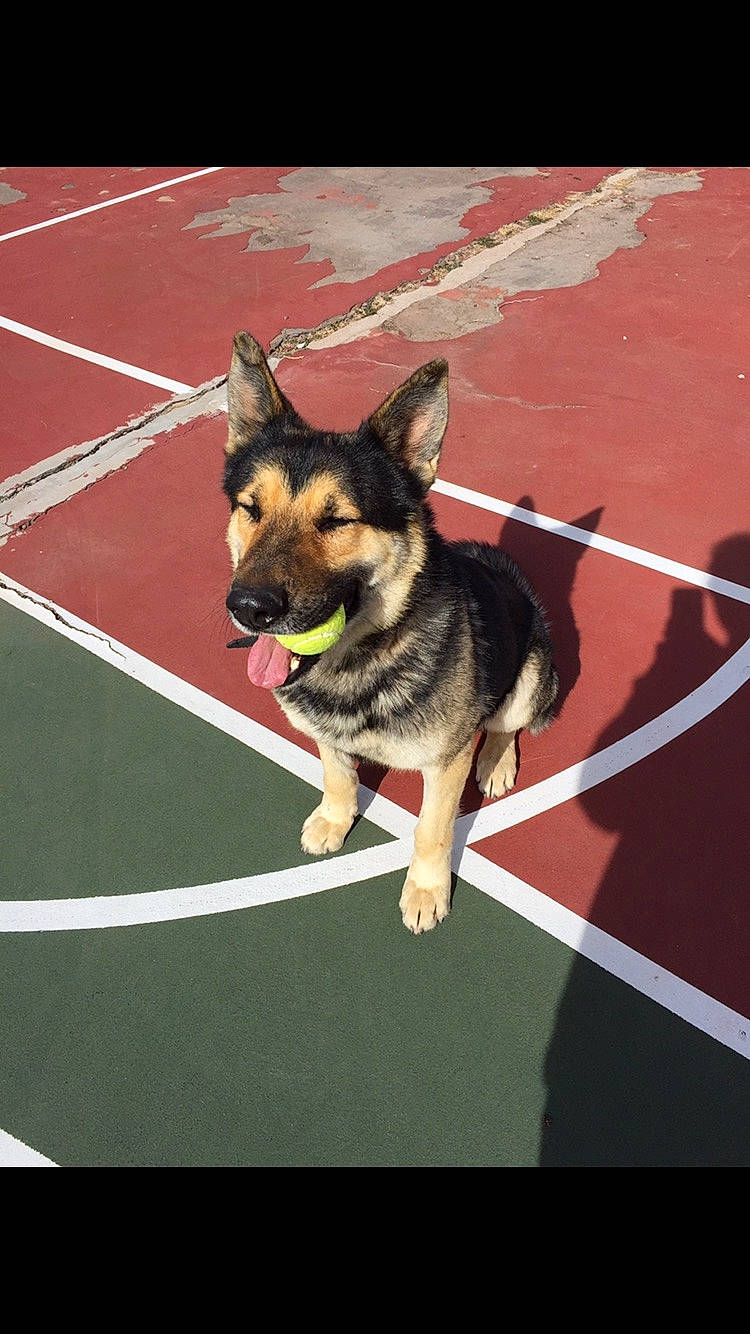 Marley is registered to the contest to win money with this photo: canidae, carnivore, dog, dog_agility, dog_breed, east_european_shepherd, german_shepherd_dog, king_shepherd, kunming_wolfdog, mammal, police_dog, shiloh_shepherd_dog, swedish_vallhund, tamaskan_dog, vertebrate, wolfdog, working_dog