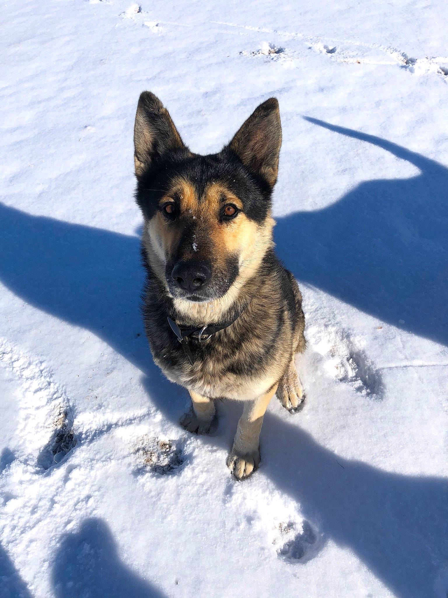 Marley joined the competition — help win amazing prizes! canidae, carnivore, dog, dog_breed, east_european_shepherd, german_shepherd_dog, king_shepherd, kunming_wolfdog, mammal, native_american_indian_dog, norwegian_elkhound, old_german_shepherd_dog, rare_breed_dog, shiloh_shepherd_dog, snout, snow, swedish_vallhund, vertebrate, winter, working_dog