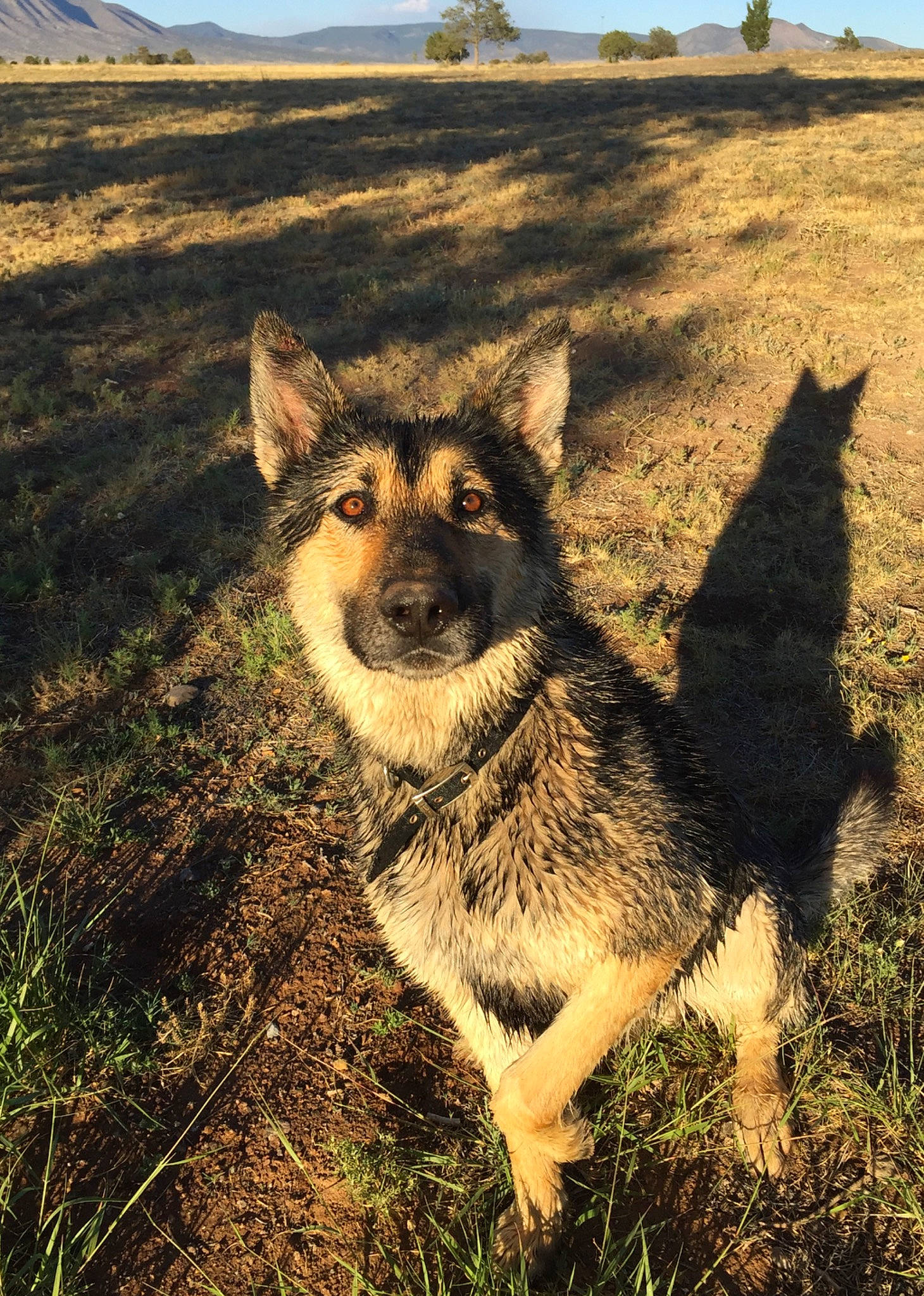 Marley joined the competition — help win amazing prizes! canidae, canis, carnivore, czechoslovakian_wolfdog, dog, dog_breed, german_shepherd_dog, grass, greenland_dog, mammal, norwegian_elkhound, saarloos_wolfdog, seppala_siberian_sleddog, sky, swedish_vallhund, vertebrate, wilderness, wildlife, wolfdog, working_dog