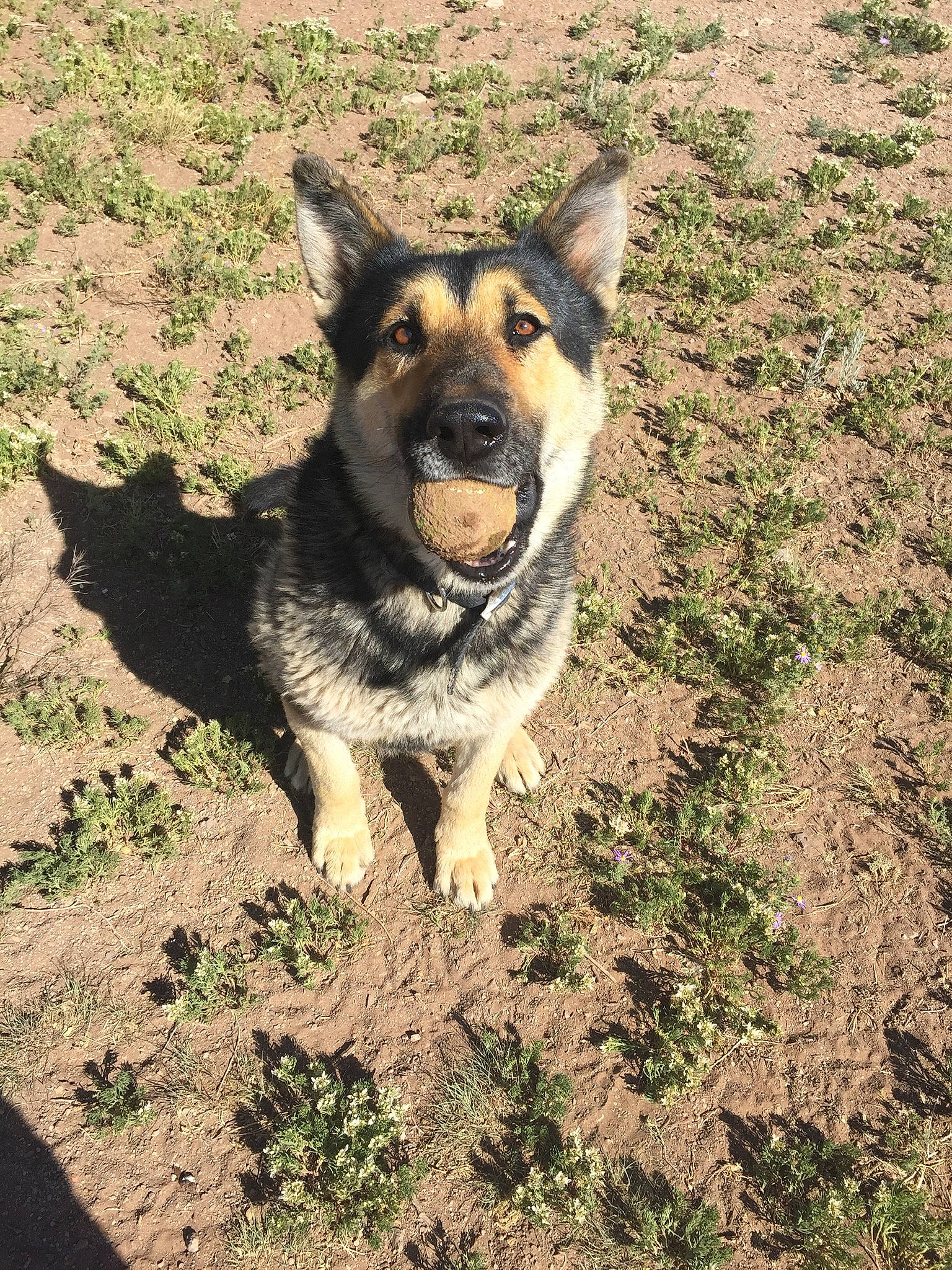 Marley joined the competition — help win amazing prizes! canidae, carnivore, dog, dog_breed, east_european_shepherd, fawn, german_shepherd_dog, herding_dog, king_shepherd, kunming_wolfdog, mammal, norwegian_elkhound, old_german_shepherd_dog, rare_breed_dog, shiloh_shepherd_dog, snout, swedish_vallhund, vertebrate, wolfdog, working_dog