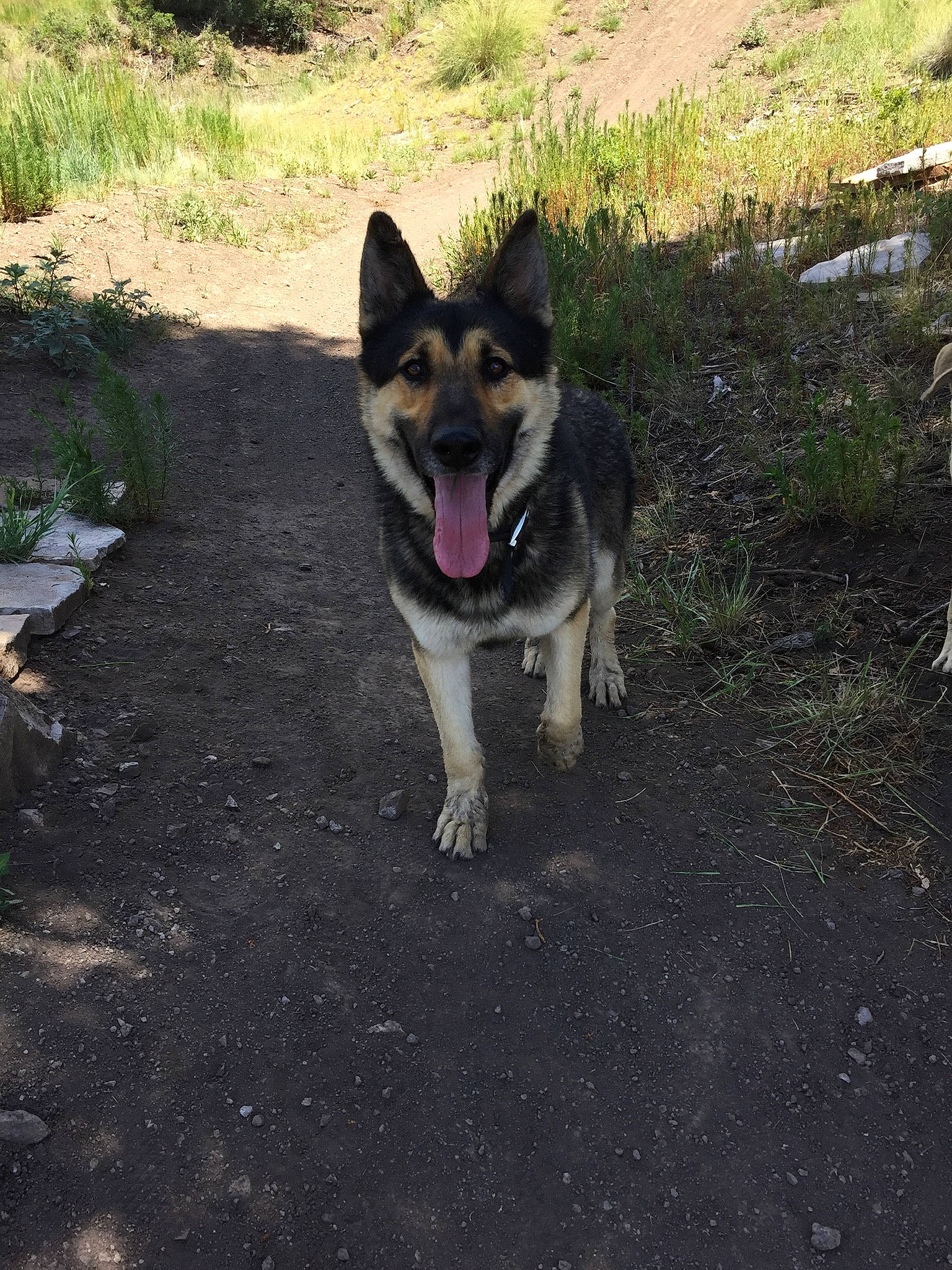 Marley joined the competition — help win amazing prizes! canidae, carnivore, czechoslovakian_wolfdog, dog, dog_breed, east_european_shepherd, east_siberian_laika, german_shepherd_dog, greenland_dog, king_shepherd, kunming_wolfdog, mammal, native_american_indian_dog, norwegian_elkhound, saarloos_wolfdog, shiloh_shepherd_dog, swedish_vallhund, tamaskan_dog, vertebrate, wolfdog