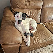 Alfie joined the competition — help win amazing prizes! dog, black_and_white, leather_couch, toy, bone, pet, indoor, relaxed, brown, fur, animal, paw, seated, home, comfort, canine, looking_at_camera, floor, carpet, ears