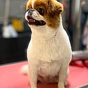 Shippy participe au concours pour gagner de l'argent avec cette photo : dog, bulldog, pet, animal, sitting, portrait, toothy_smile, open_mouth, brown_and_white, short_fur, large_eyes, floppy_ears, front_view, indoor, grooming_table, pink_surface, blurred_background, cute, funny_expression, pet_photography