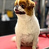 dog, bulldog, pet, animal, sitting, portrait, toothy_smile, open_mouth, brown_and_white, short_fur, large_eyes, floppy_ears, front_view, indoor, grooming_table, pink_surface, blurred_background, cute, funny_expression, pet_photography