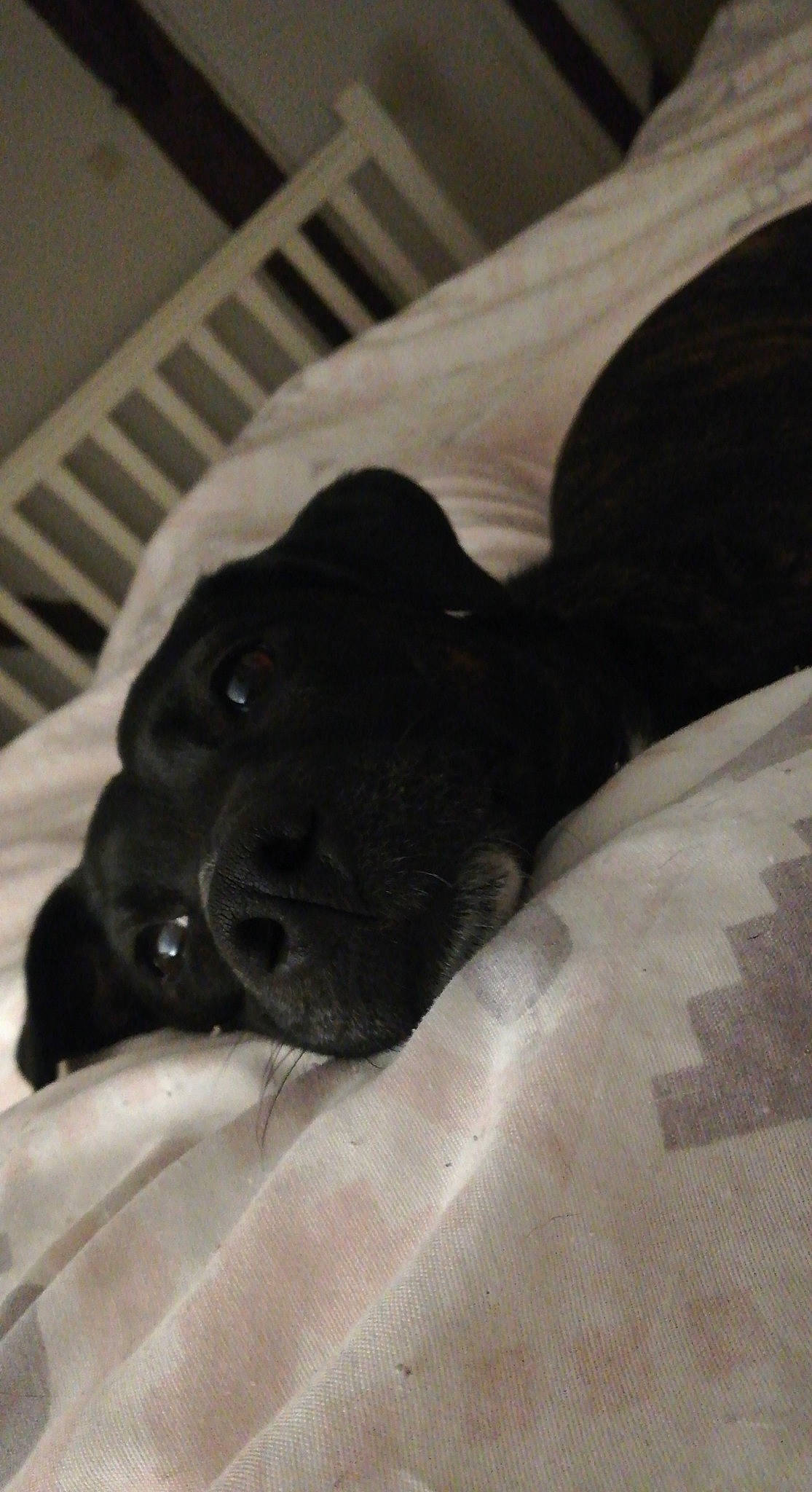 Nikita participe au concours pour gagner de l'argent avec cette photo : beagador, black, borador, canidae, carnivore, dog, dog_breed, labrador_retriever, puppy, retriever, snout, sporting_group