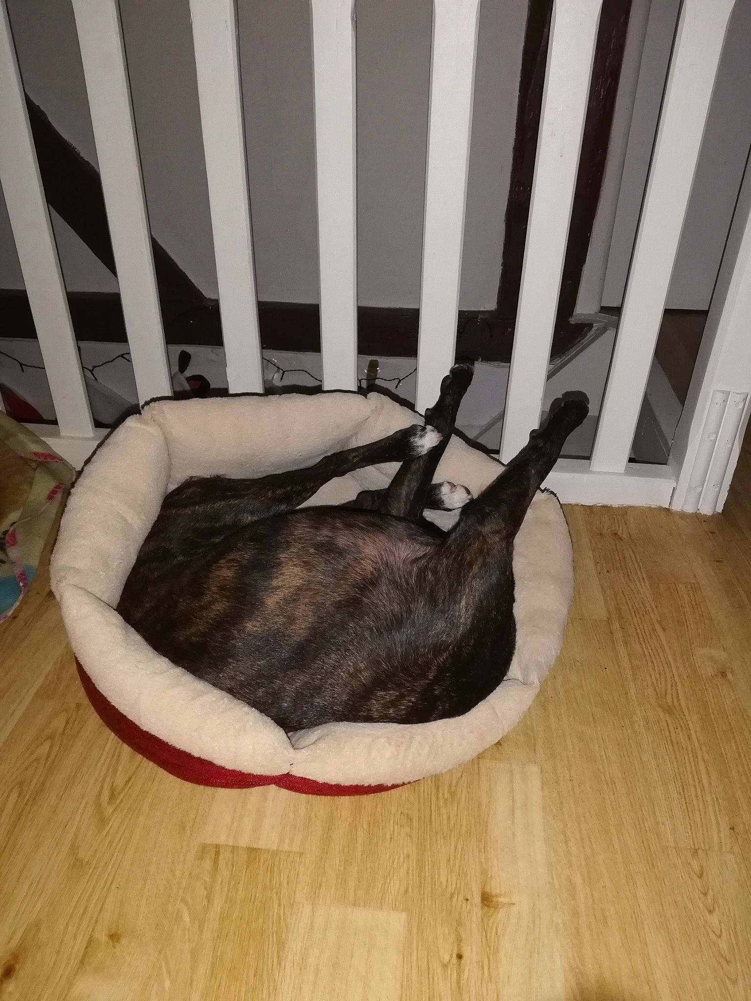 Nikita participe au concours pour gagner de l'argent avec cette photo : cat, felidae, room, small_to_medium_sized_cats, tail, wood