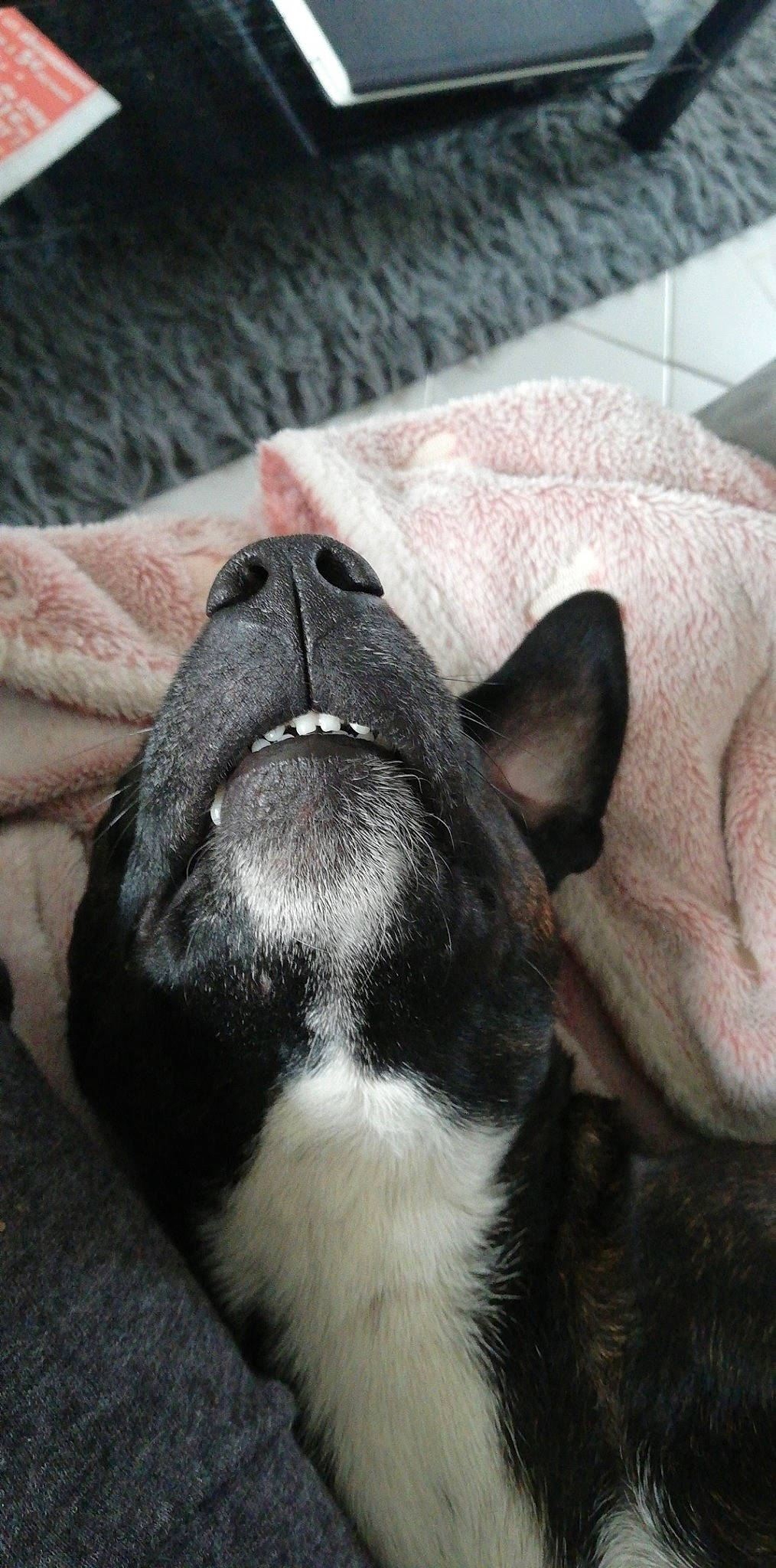 Nikita a rejoint le concours — aidez-le/la à gagner de superbes lots ! boston_terrier, canidae, carnivore, dog, dog_breed, fawn, french_bulldog, mammal, non_sporting_group, nose, snout, whiskers