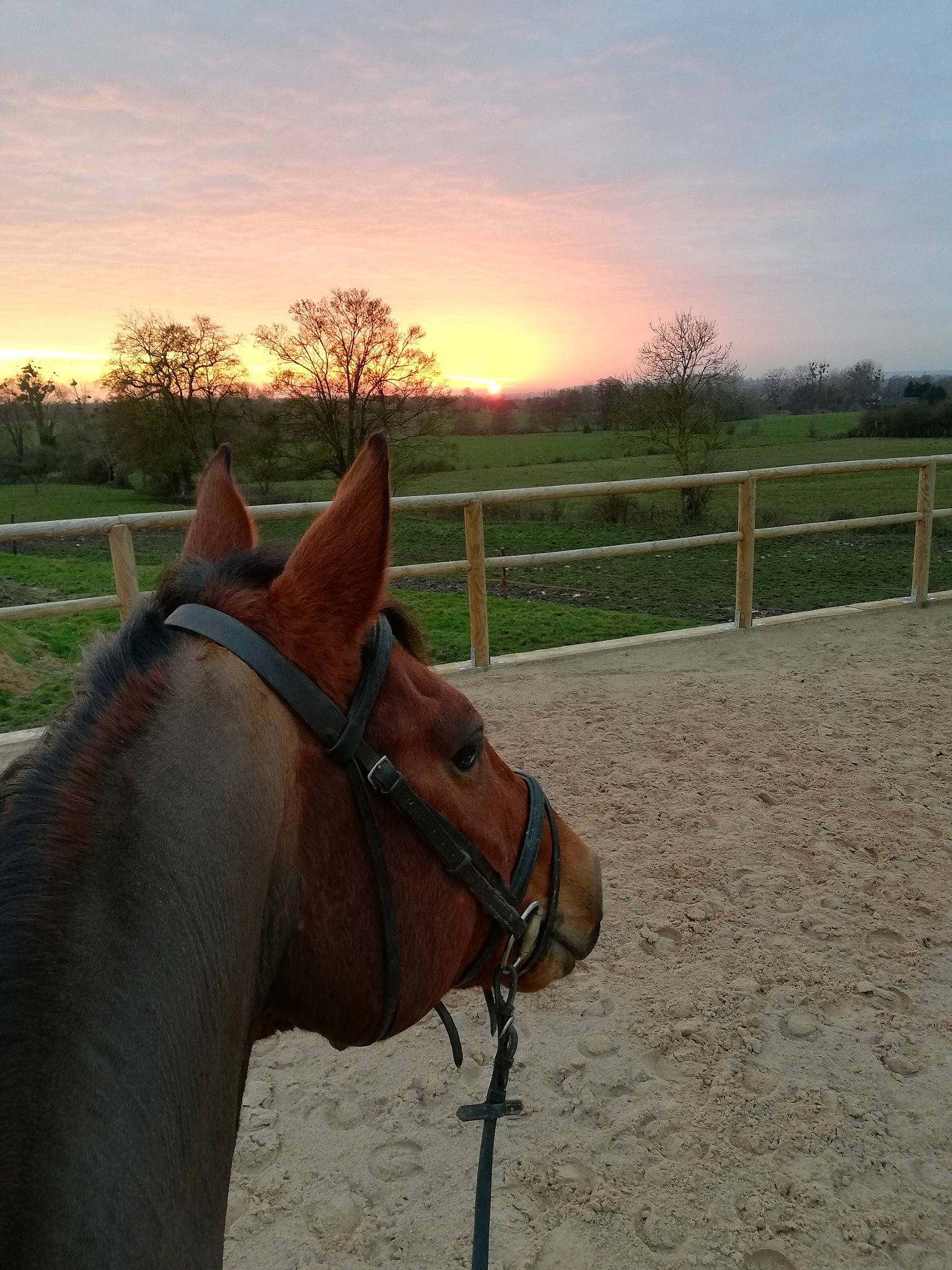 Poncho a rejoint le concours — aidez-le/la à gagner de superbes lots ! bit, bridle, halter, horse, horse_harness, horse_supplies, horse_tack, landscape, liver, mammal, mane, mare, mustang_horse, pack_animal, ranch, rein, snout, sorrel, stallion, vertebrate